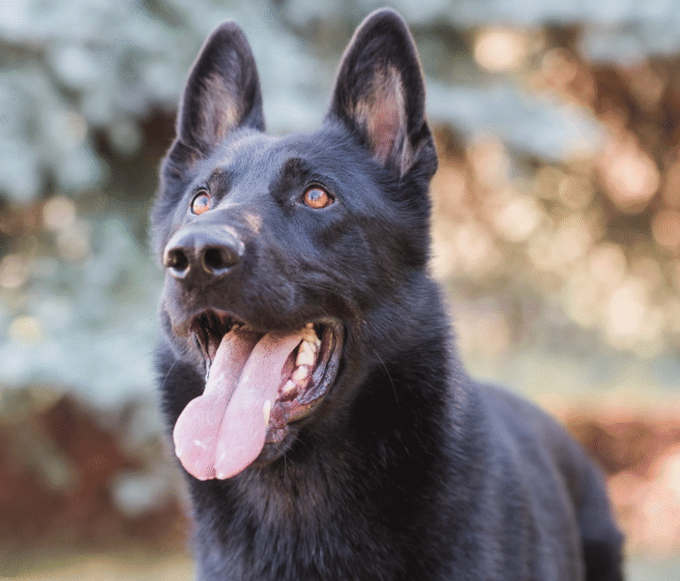 Screenshot 2025-05-26 at 7.39.32 AM